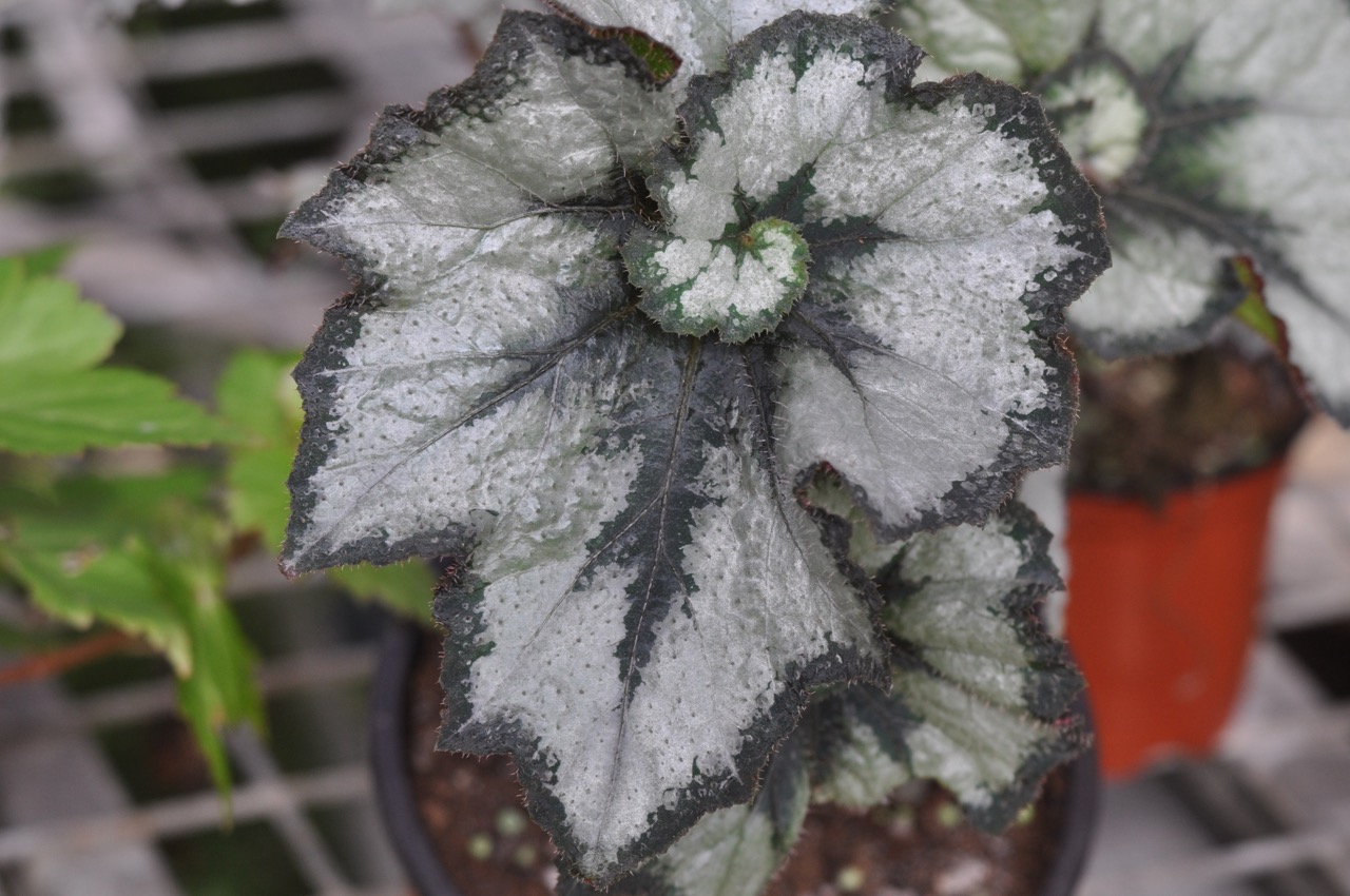 B. ‘Scorpion’